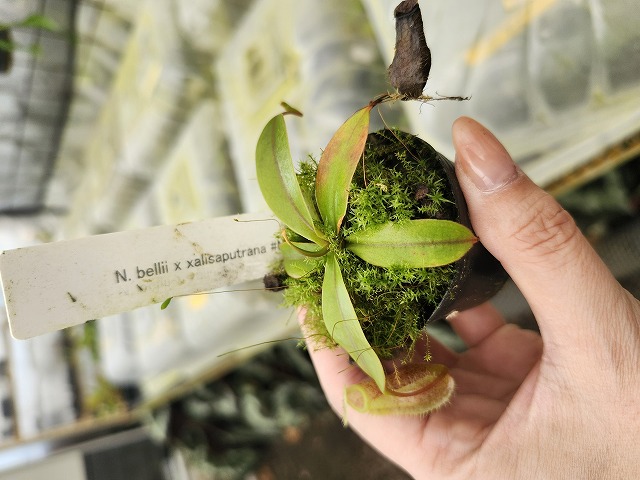P224 1-3 N. bellii x xalisaputrana #NNN - Y's Exotics （山田食虫