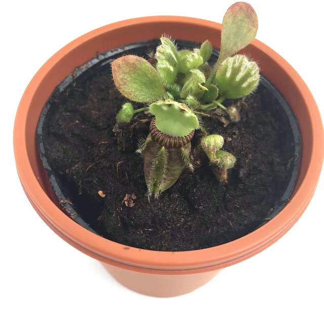 Cephalotus follicularis Giant Y's / 2.5号鉢 /（Sサイズ