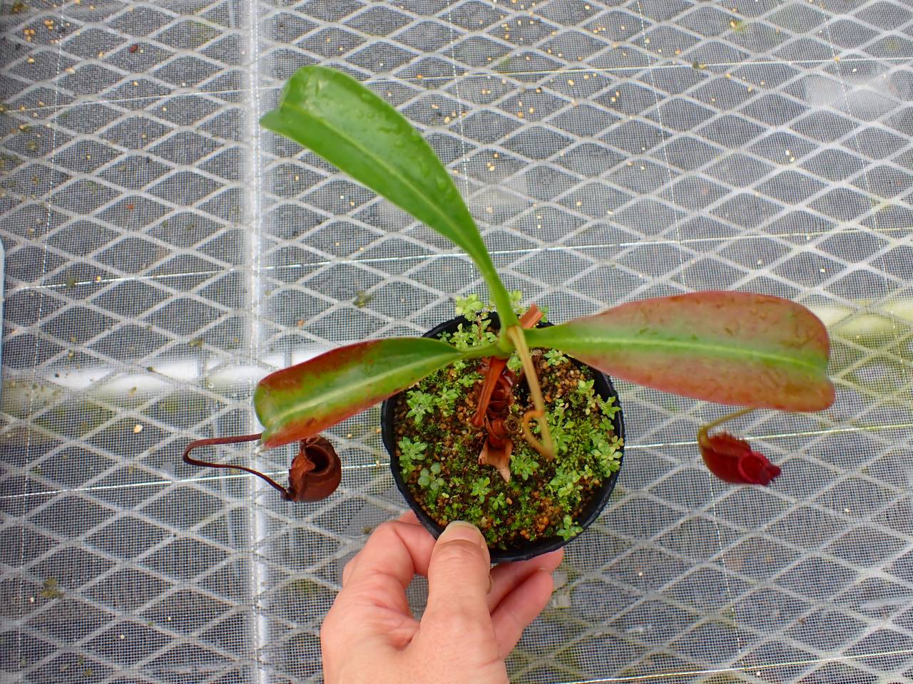 カンボジア産 奇形種 カンボジア産 奇形種 Explosive Production!?] Identifying the