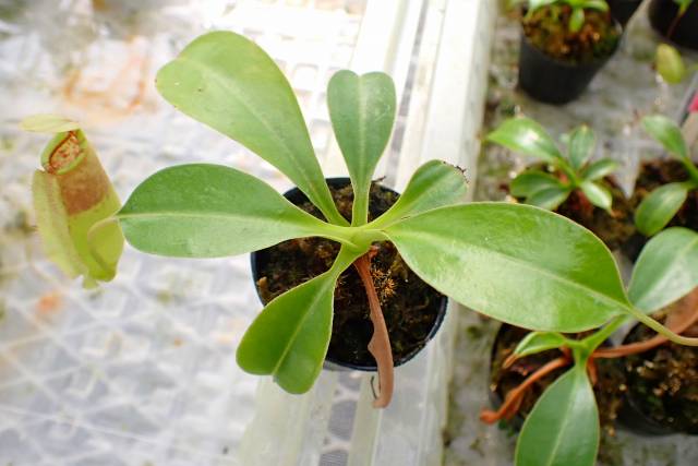 その他 flower FLORAL - FLOWER VINE | Top Grade Products Inc.