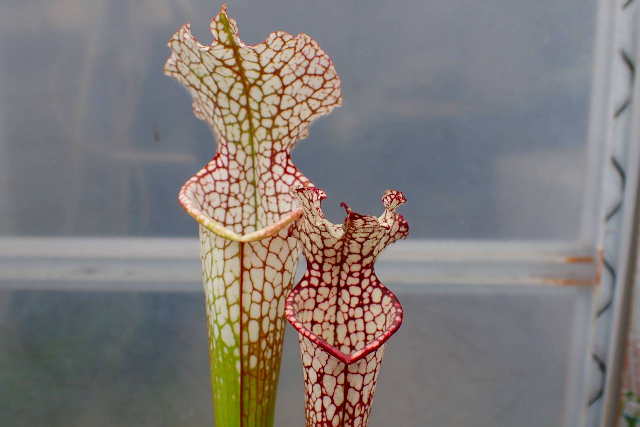 Y608 2H S. leucophylla x leucophylla Sumpter Co., CK - Y's Exotics