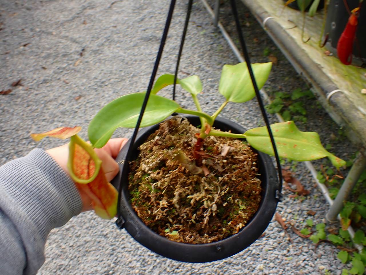 R341 5-1 #BBB N. truncata x alata 現地由来 - Y's Exotics （山田食