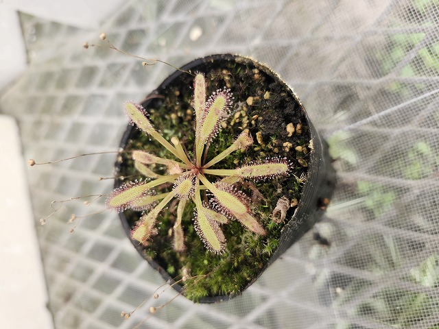 Y031 4-1 D. capansis broad leaf Y's | Y's Exotics （山田食虫植物農園）