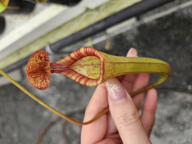 R318 5-3 N. [(thorelii x rafflesiana) x thorelii-squat]x lowii