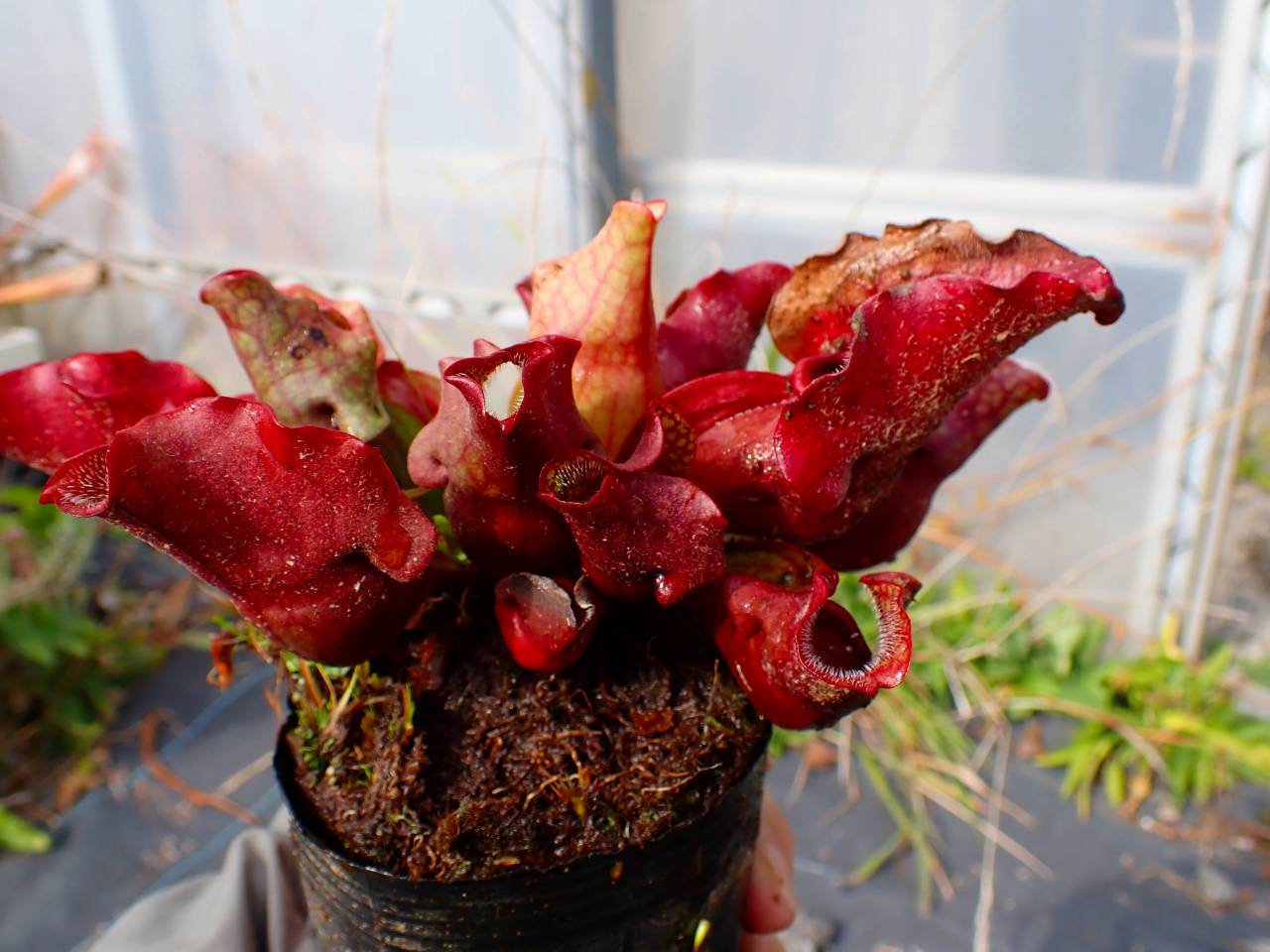 P089 2H S. purpurea ssp. venosa (伊勢花菖蒲園選別丸形株 No.45) MS