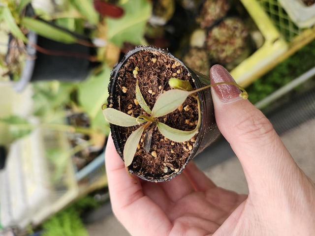 J128 1-3 [YA-179] N. attenboroughii JH Y's Lab - Y's Exotics