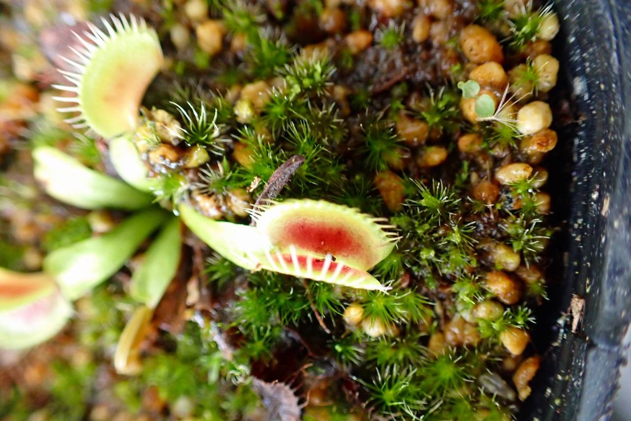 J167 5-2 Dionaea muscipula 