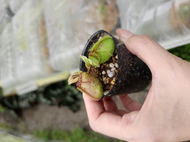 Y966 1-1 Cephalotus folliculoaris `Big Boy' Cedric - Y's Exotics
