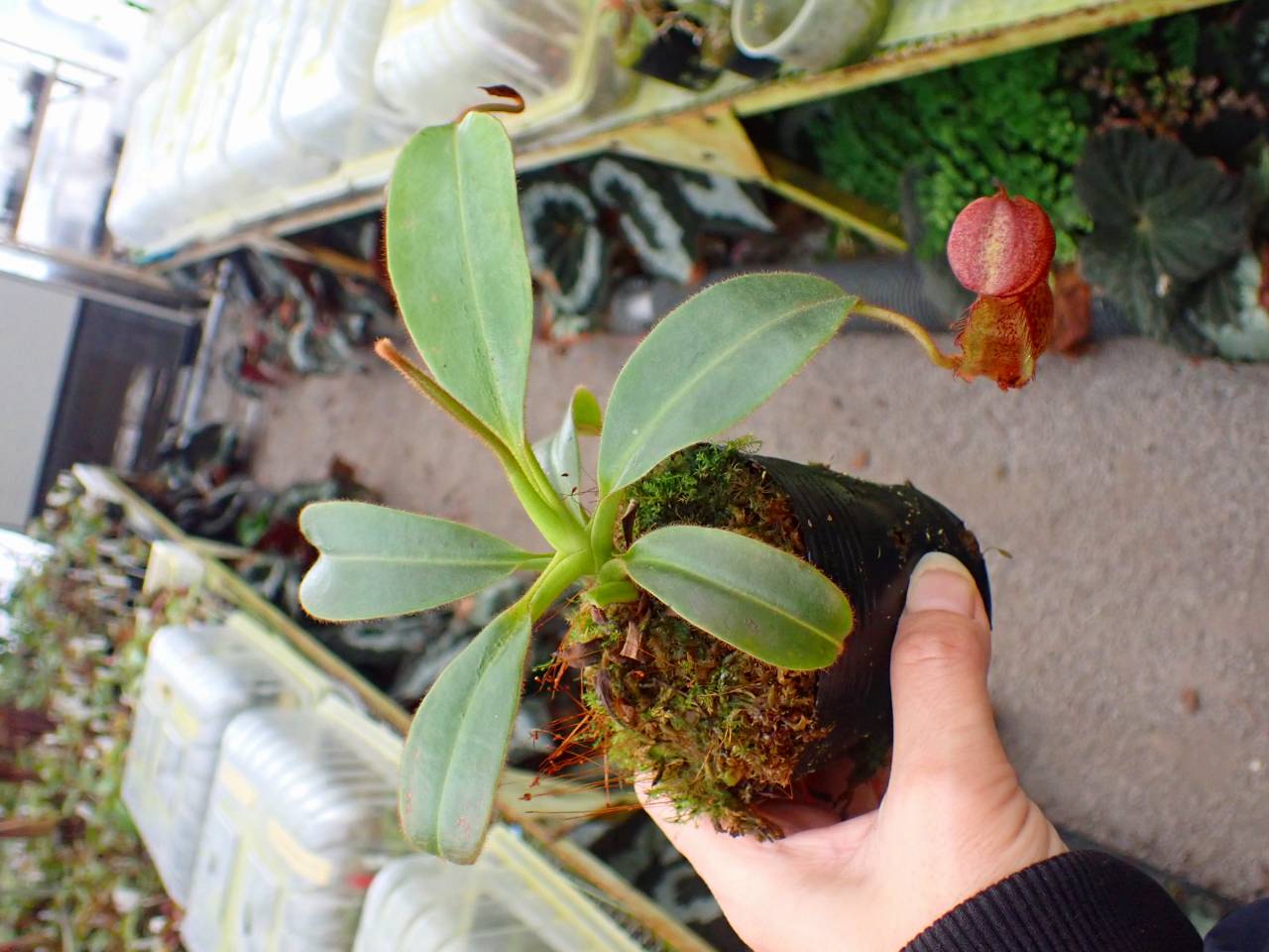 R416 1-4 N. maxima x xharryana Tambuyukon #NNN - Y's Exotics