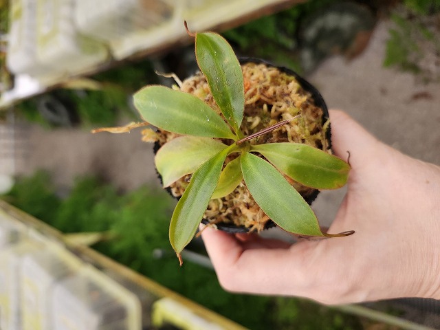 R424 1-2 N. attenboroughii philippines Expendition collection5