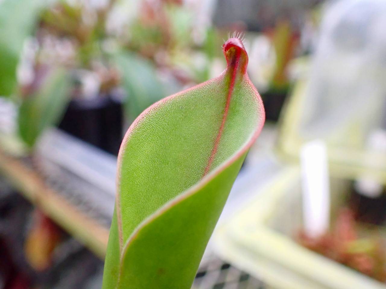 G910 1-1 #BBB H. neblinae 2 - Y's Exotics （山田食虫植物農園）