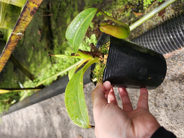 E213 1-3 N. macrophylla - Y's Exotics （山田食虫植物農園）