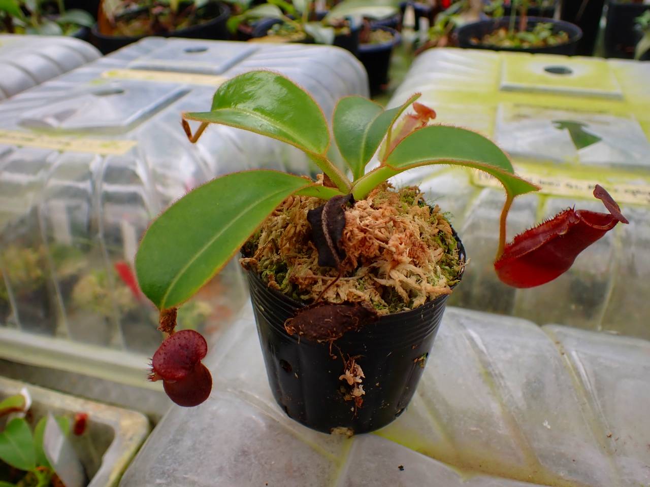 N . (truncata x peltata) x lowii 食虫植物 N . (truncata x peltata) x lowii 食虫植物 Y003 1-4 N. (truncata x