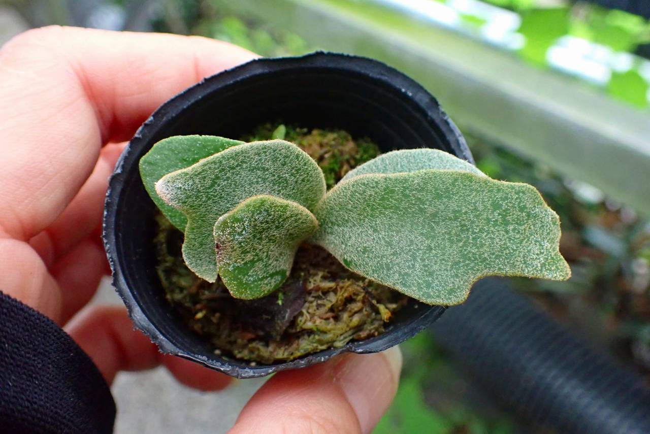 R516 3-1 Platycerium willinckii `Jenny' 台湾 | Y's Exotics