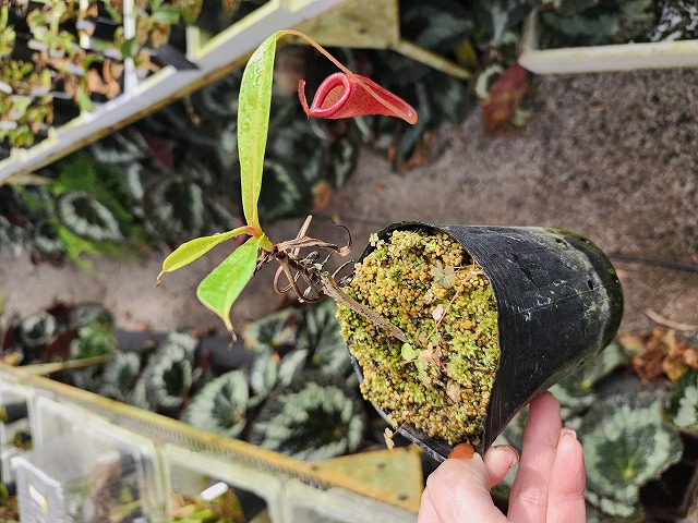 J618 1-2 N. jamban x dubia - Y's Exotics （山田食虫植物農園）
