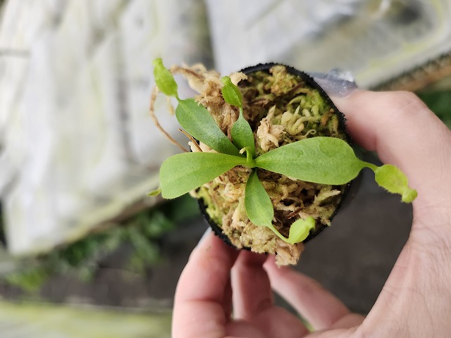 Y646 1-4 N. lowii x macrophylla #NNN - Y's Exotics （山田食虫植物
