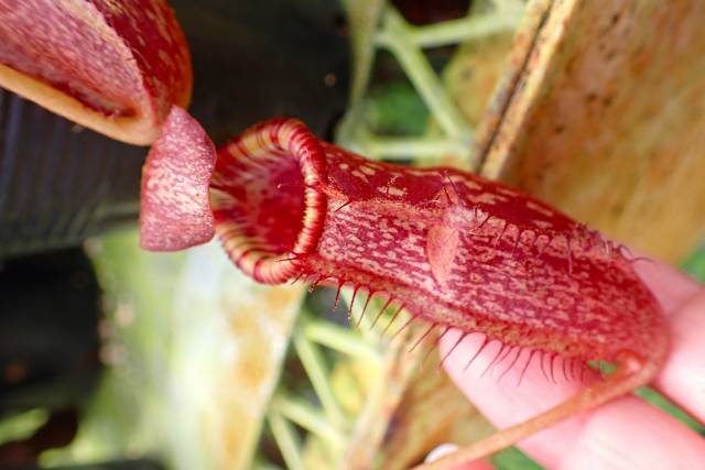 天然物化学 - 植物編 - J563 1-3 #BBB N. maxima x villosa konan | Y's Exotics （山田