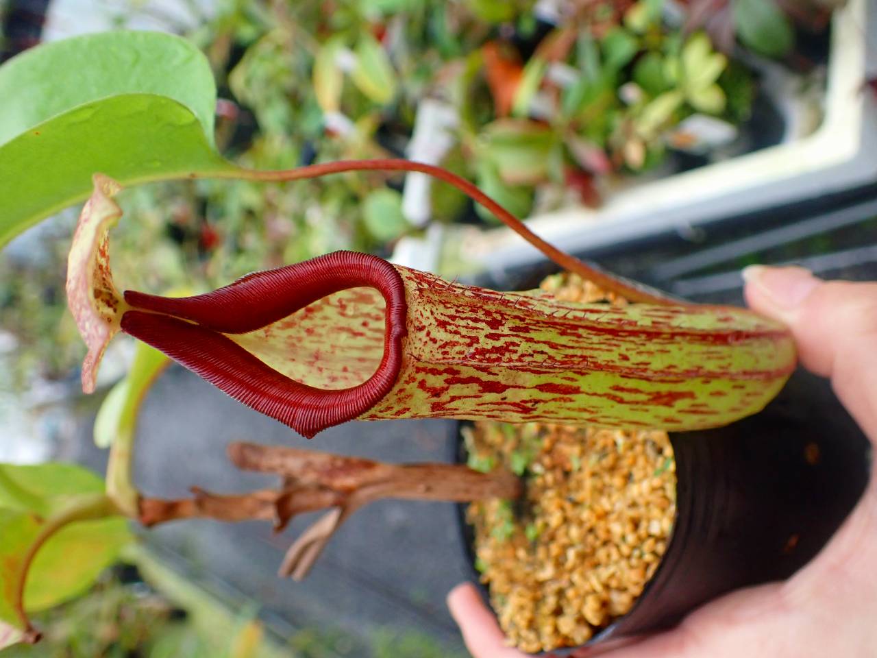 R296 5-3 #BBB N. maxima-dark x truncata EP - Y's Exotics （山田食