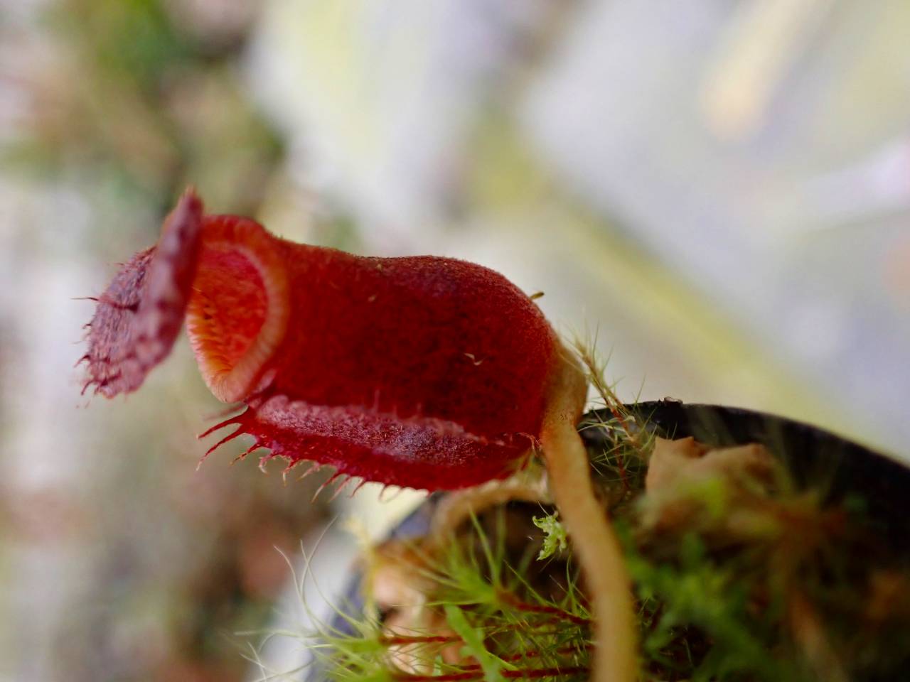 E151 1-3 N. Kinabaluensis x lowii #NNN - Y's Exotics （山田食虫