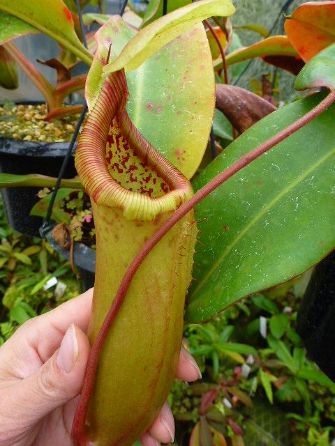 Y302 1-4 N. truncata x sibuyanensis Y's | Y's Exotics （山田食虫植物農園）