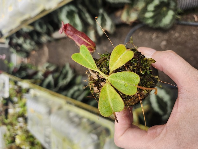 E226 1-4 N. (truncata x peltata) x lowii #NNN | Y's Exotics （山田