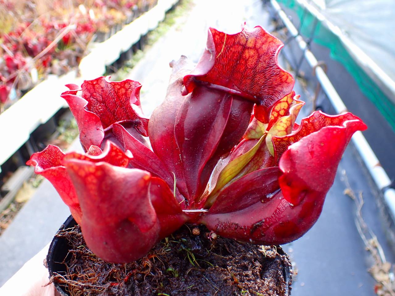 タイトル：昌蒲 G859 S. purpurea ssp. venosa (伊勢花菖蒲園選別丸形