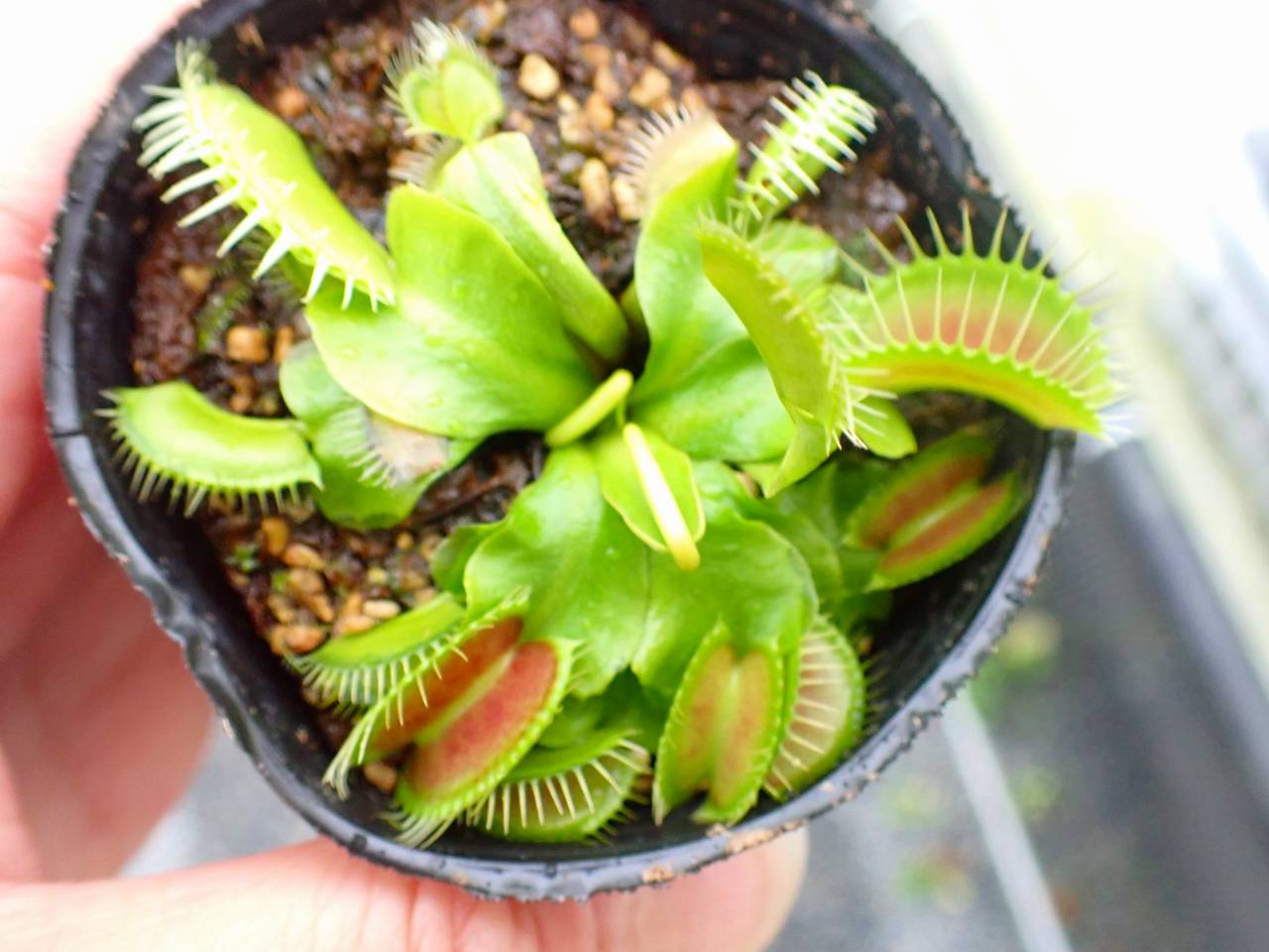 P761 5-3 Dionaea muscipula South-West Giant Y's Lab - Y's Exotics