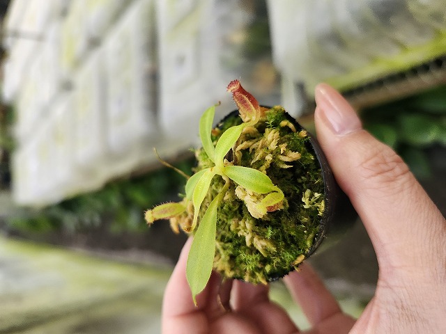 G541 1-4 N. lowii x macrophylla #NNN - Y's Exotics （山田食虫植物