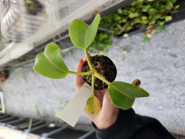 P382 5-1 N. truncata x (truncata x peltata ) Y's | Y's Exotics