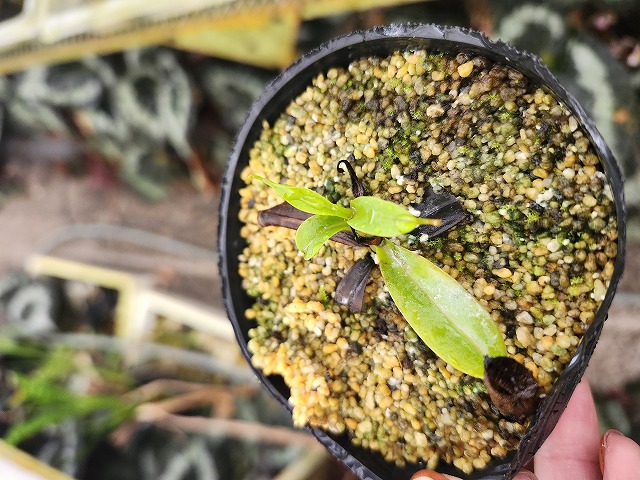 R134 1-2 N. inermis (Gunung Gadut, Sumatra) Clone;11 AW - Y's