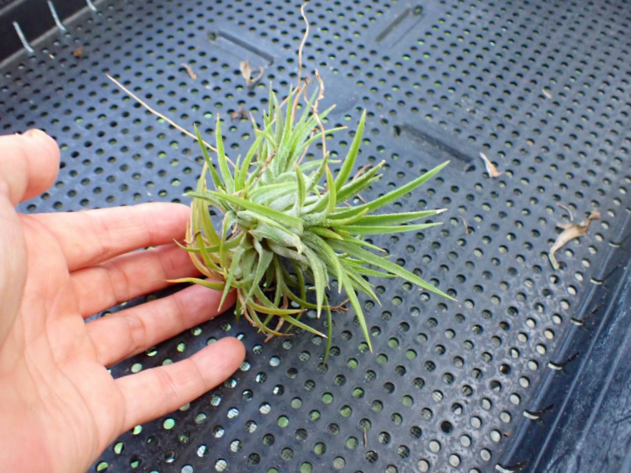 E114 3-1 T. ionantha Mexico Small - Y's Exotics （山田食虫植物農園）
