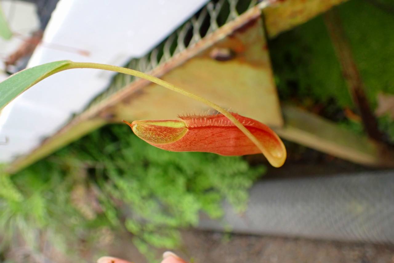 E220 1-3 N. singalana (seedling) | Y's Exotics （山田食虫植物農園）