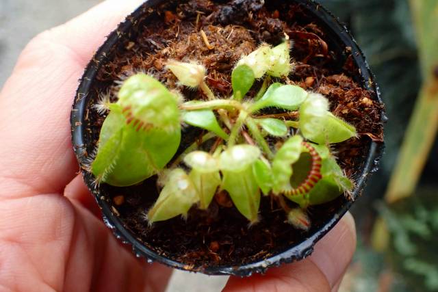 Y523 1-1 [YA-30] Cephalotus follicularis Giant Y's Lab | Y's