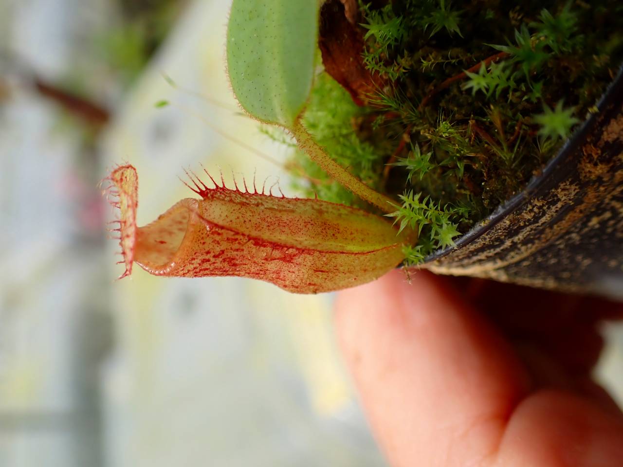 Y791 1-4 N. (maxima x campanulata) x xharryana Tambuyukon #NNN