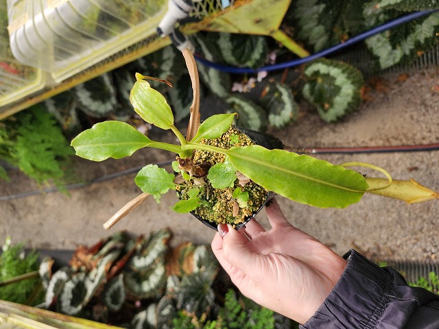 P826 1-4 N. maxima wavy leaf (茎までフリルが多く入る個体) susuka