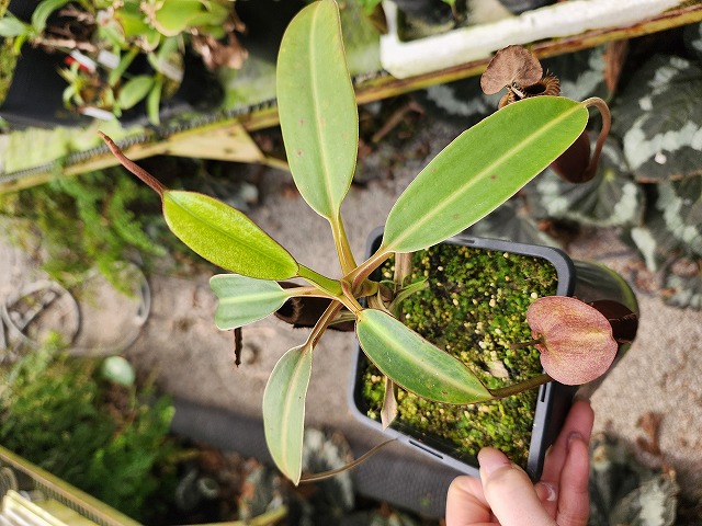 R415 1-2 N. edwardsiana (Tambuyukon) - Y's Exotics （山田食虫植物