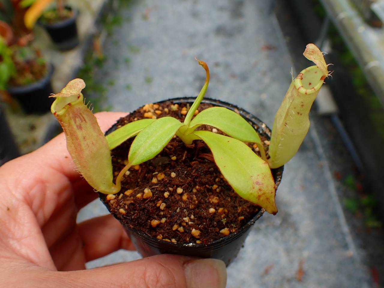 G142 5-1 N. sumatrana Y's Lab - Y's Exotics （山田食虫植物農園）