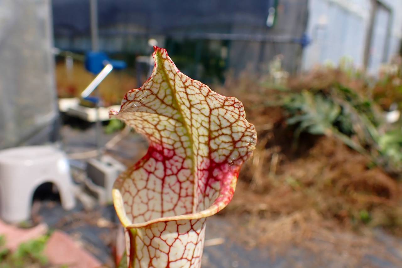 R305 S. leucophylla 