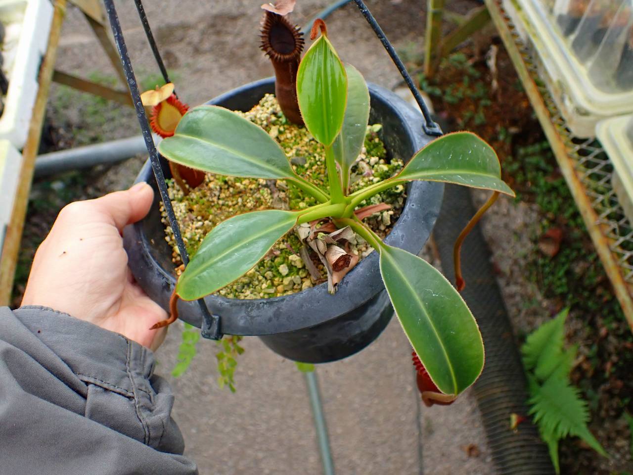 食虫植物N. edwardsiana Ranau 食虫植物N. edwardsiana Ranau