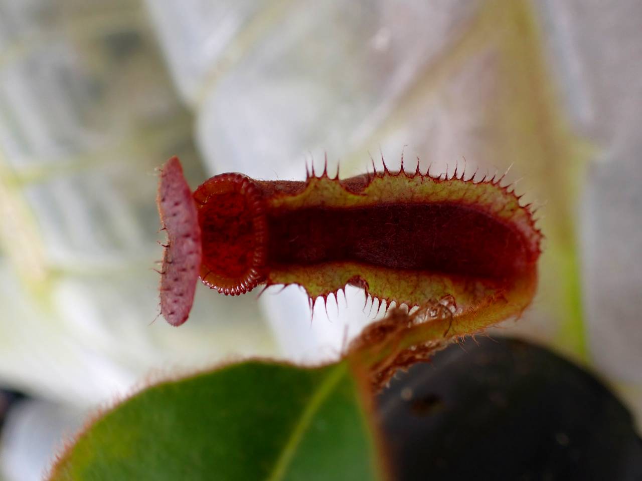 N . (truncata x peltata) x lowii 食虫植物 N . (truncata x peltata) x lowii 食虫植物 Y003 1-4 N. (truncata x