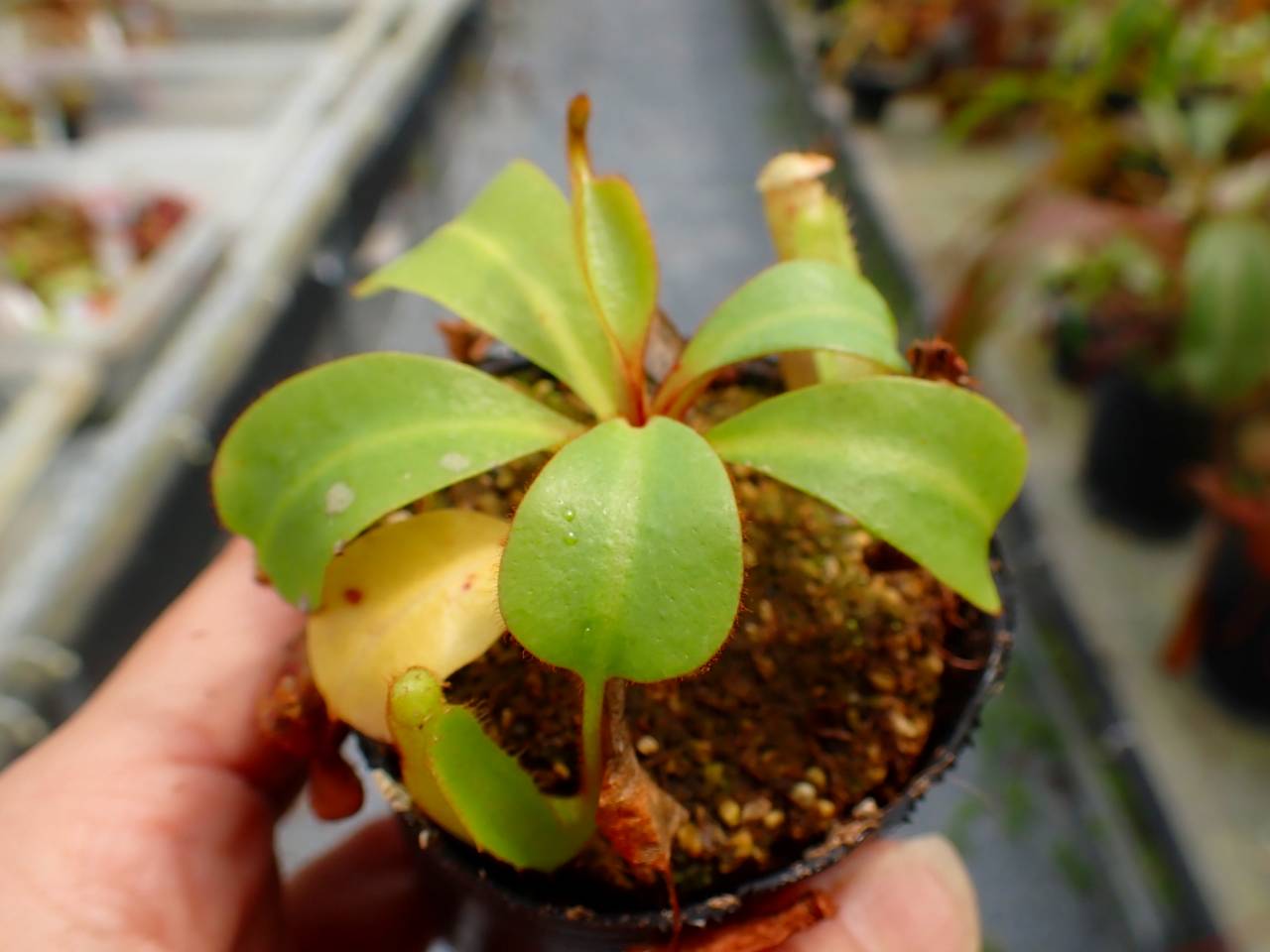 Y510 5-1 [YA-170] N. clipeata Nep Gardner Y's Lab - Y's Exotics