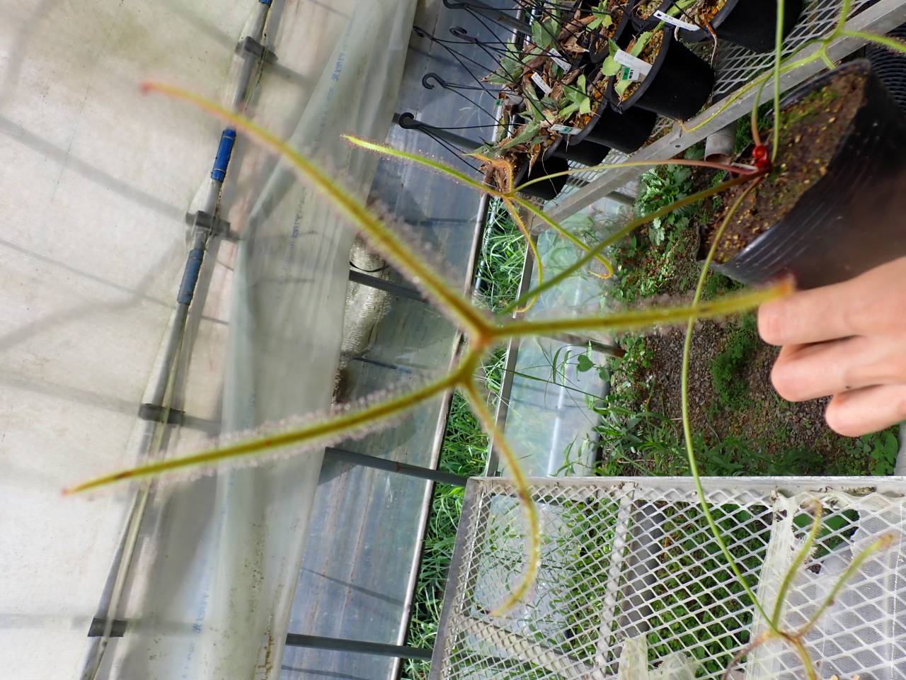 G249 4-1 D. binata var. dichotoma f. extrema (Giant plant) CK