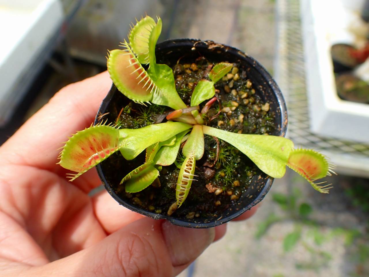 Y038 4-1 Dionaea muscipula 鈴木系 実生 - Y's Exotics （山田食虫