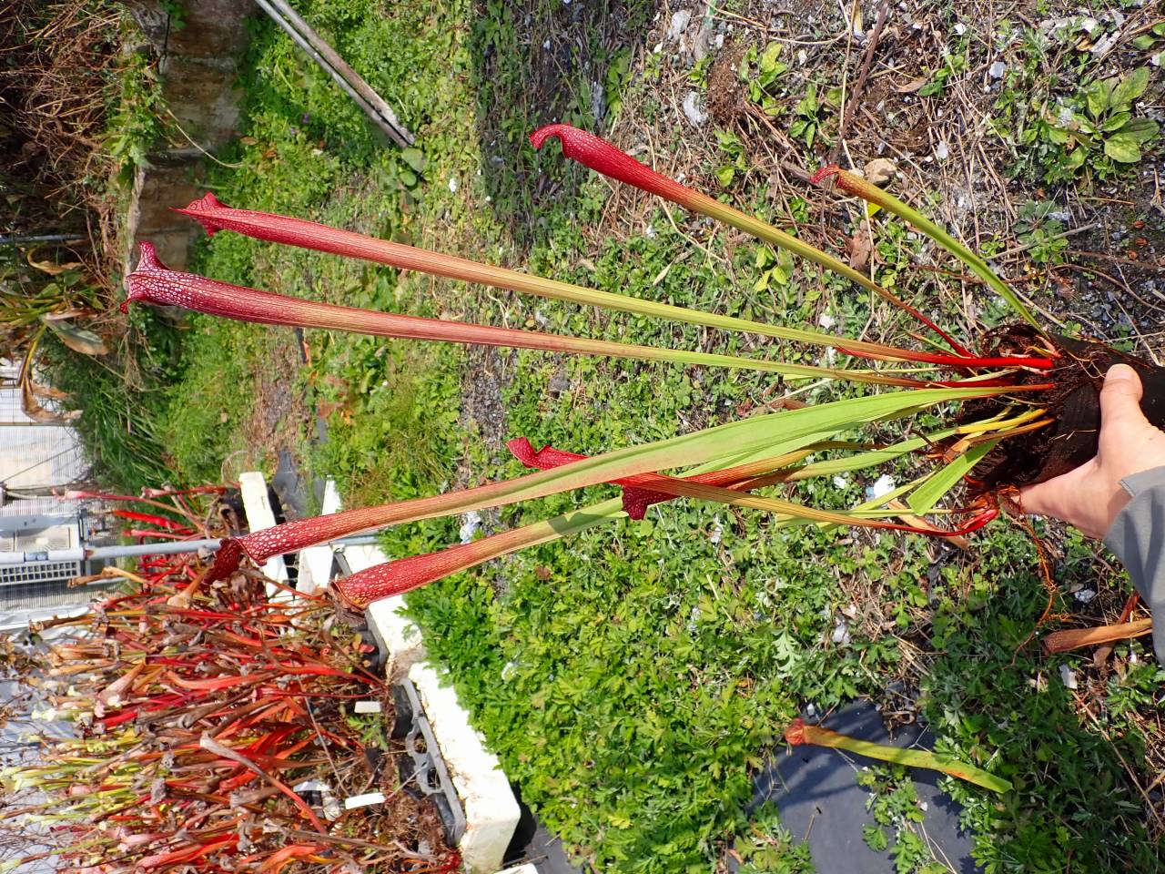 Y580 #BBB S. Nignt Sky TF - Y's Exotics （山田食虫植物農園）