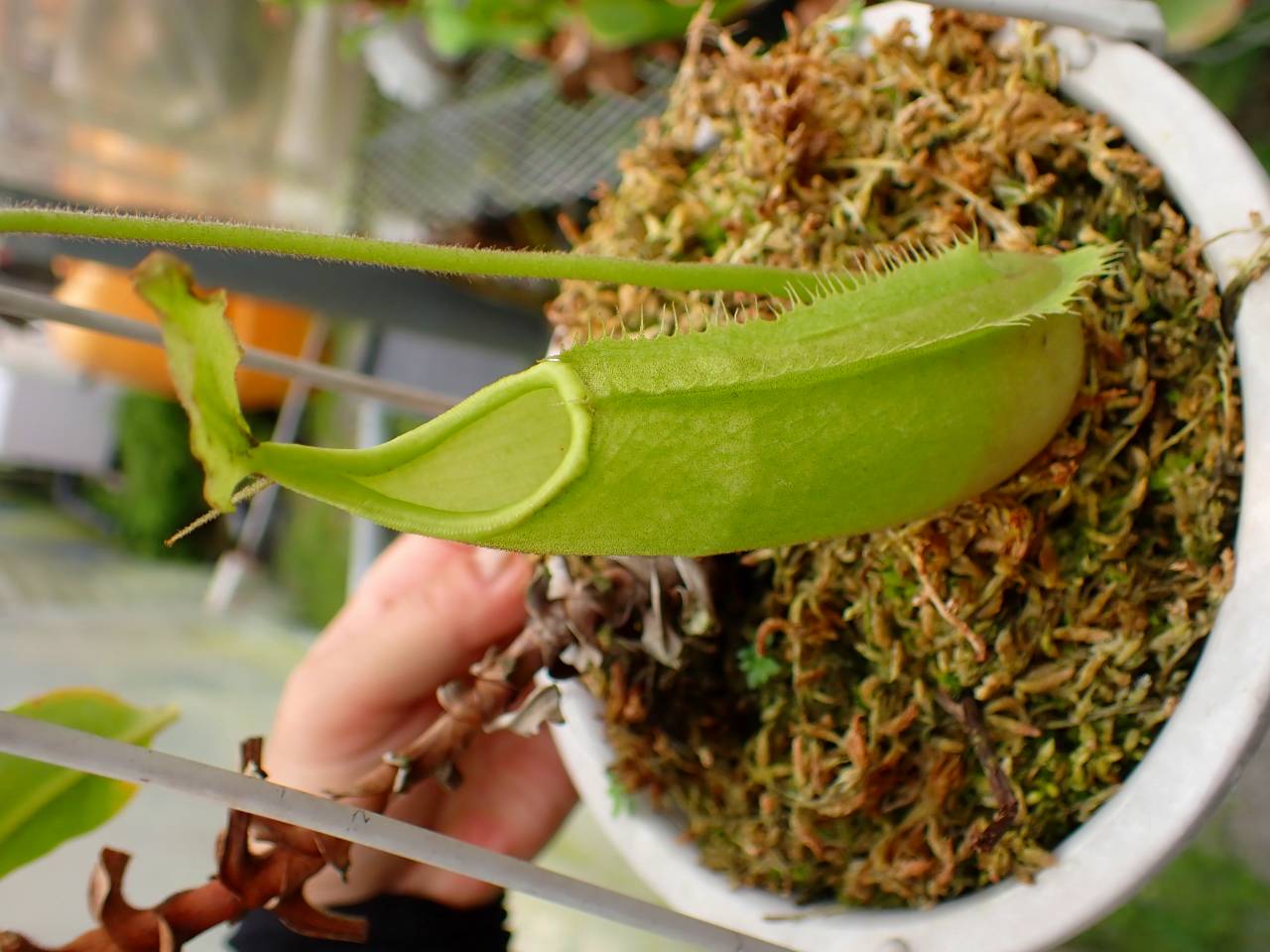 E564 1-1 N. maxima wavy stem x maxima (d) Sulawesi green Y's - Y's