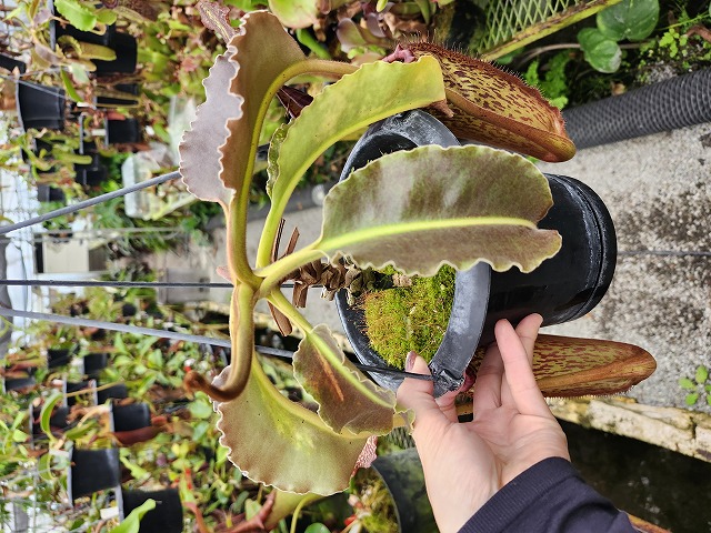 J134 1-1 N. maxima wavy leaf (No,45) - Y's Exotics （山田食虫植物