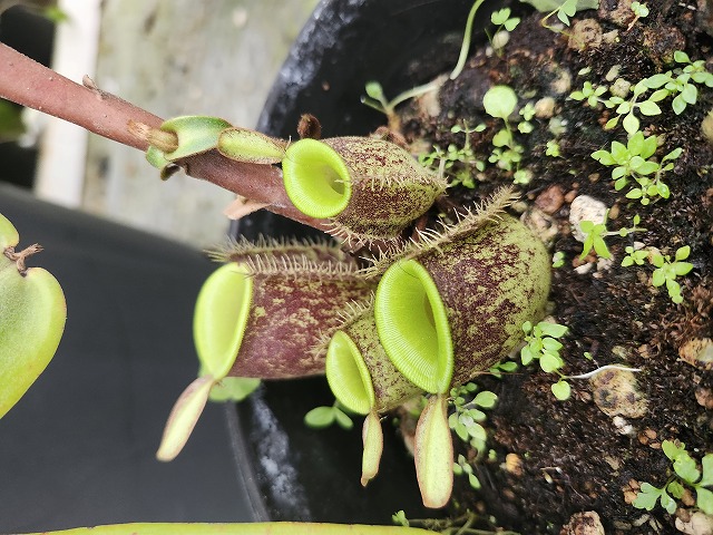 P159 5-2 N. ampularia XC | Y's Exotics （山田食虫植物農園）