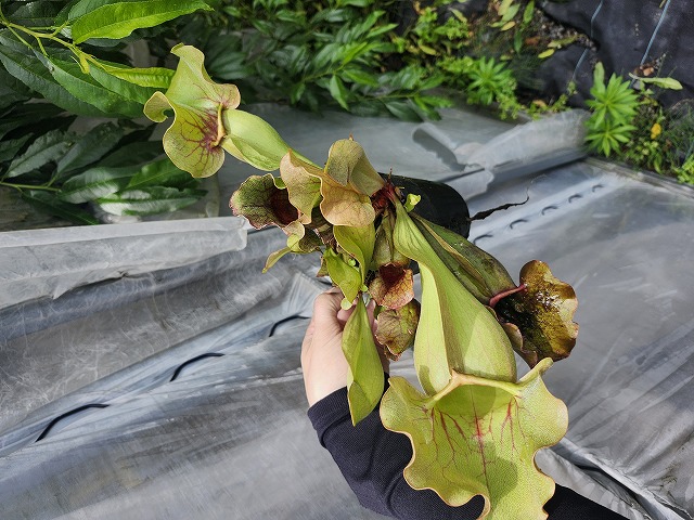 G832 4H S. purpurea venosa var. burkii CK - Y's Exotics （山田食虫