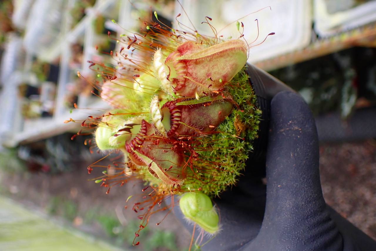 R457 1-1 Cephalotus follicularis seedling of Hummer's Giant [BCP