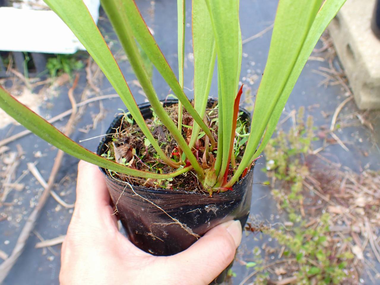 Y838 S. rubra subsp. Alabamensis (Holland robust clone) David